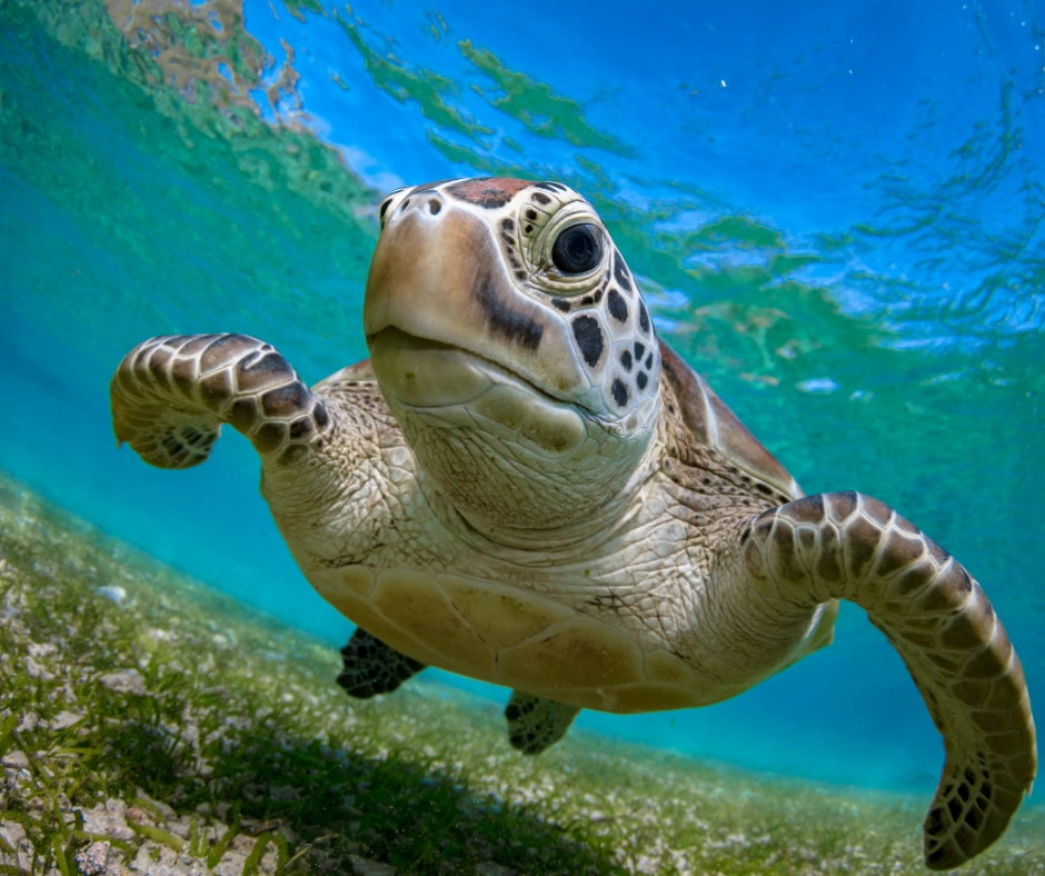 Green sea turtle swimming underwater in clear turquoise Caribbean water over a sandy seabed.