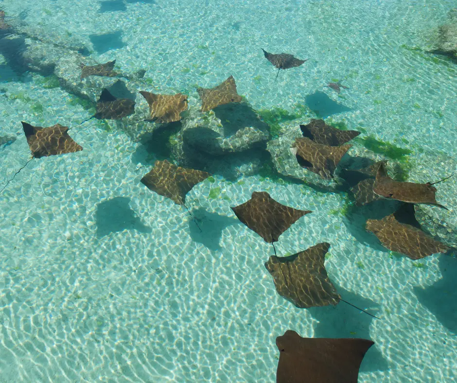 Southern stingray gliding over white sand in crystal-clear turquoise water at Stingray City Antigua.